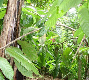 Kakao in Gewürz und Obstplantage