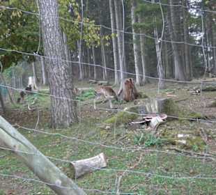 Erlebnisbauernhof und Wildgehege