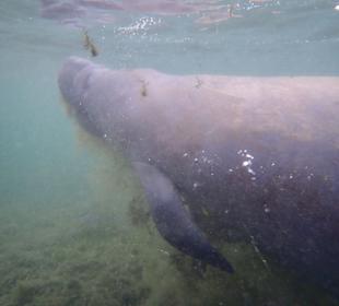 Schwimmen mit Manatees Crystal River