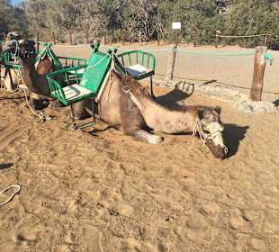 Kamelreiten Maspalomas