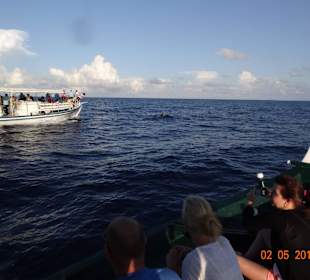 Dolphin Trip