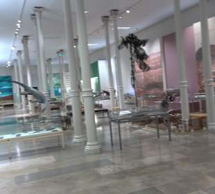 Staatliches Naturkunde Museum