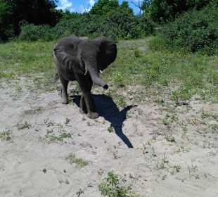 Ein frecher kleiner Elefant