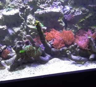 Tierpark Hellabrunn - Fische