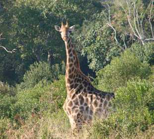 Giraffe im Krüger Nationalpark
