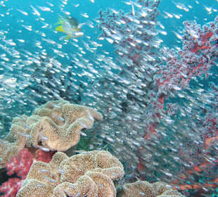 Schnorcheln Raja Ampat