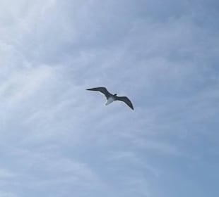 Ausflug zum schnorcheln