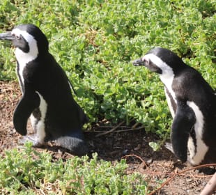 Immer schön in der Reihe bleiben