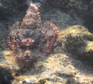 Steinfisch vom Hausriff