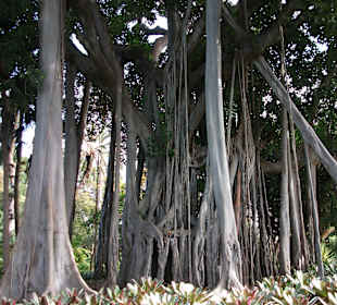Botanischer Garten Puerto de la Cruz