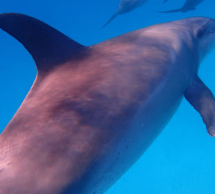 Einmalie Erlebnisse mit Mo´s Delfinen