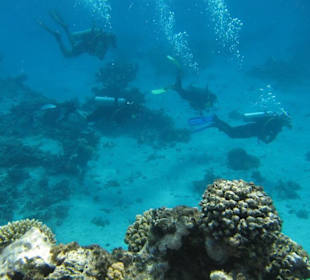 Rudeltauchen vor dem Riff