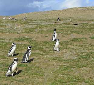 Park Narodowy Isla Magdalena