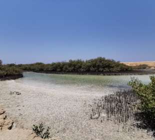 Mangrove - Ras Mohammed