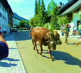Alpabtrieb / Mellau / Vorarlberg Österreich 