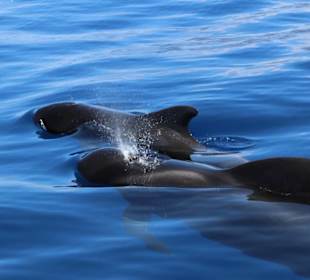 Delfin und Walbeobachtung 3 stündig 