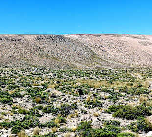 Pampa Cañahuas