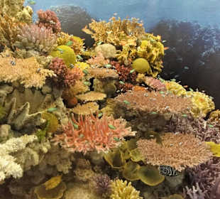 Unter Wasser in einem Korallenriff