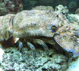 Old Town Aquarium, Rhodos
