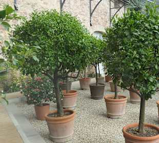 Blick in ein Schauhaus im Botanischen Garten