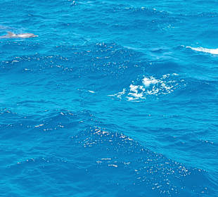 Delfin Tour Makadi Bay