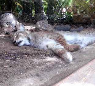 Oasis Park - Fuerteventura