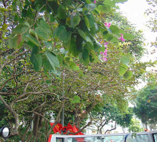 Hanoi City Tour (Sightseeing Bus)