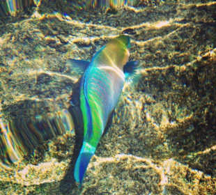 Чудесная рыбка в море 