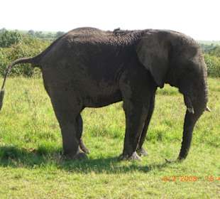 Elefantenbulle