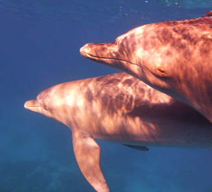 Freilebende Delfine im Roten Meer.