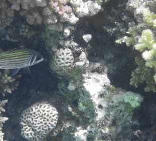 Tauchbasis Tauchen unter Freunden