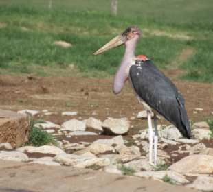 Am Wasserloch an der Salt Lick Lodge in Tsavo West