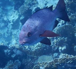 Hoteleigene Riff direkt am Strand