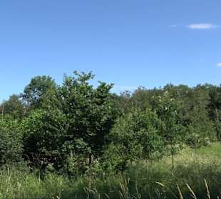 Eduard Lucas Musterobstgarten Mähringen