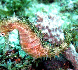 Schwangeres Seepferdchen