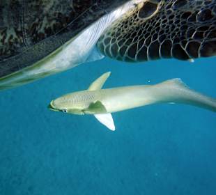 Schnorcheln Marsa Alam