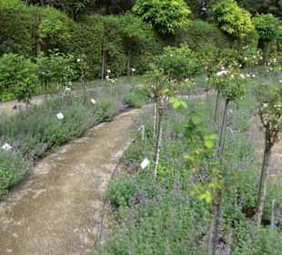 Rosengarten auf der Roseninsel