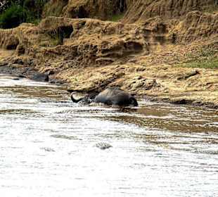 Ein Büffel als Beute