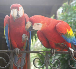 Schöne und vielfältige Tierwelt