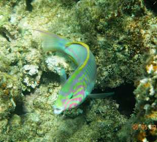 Подводный мир рифа Хилтона