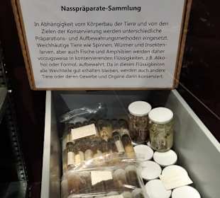 Blick in die Sammlung des Naturkundemuseums