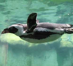 "Fliegender" Pinguin im Zoo Budapest