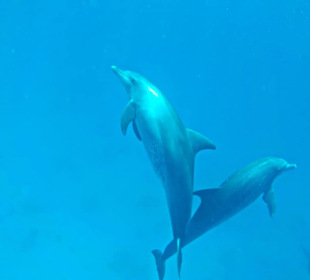 Delfine 