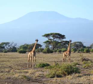 Massai-Giraffen  im Amboseli vor dem Kilimanjaro
