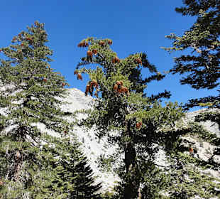 Горы Сан-Габриэль - шишки больше ладони