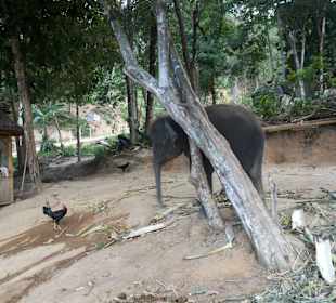 A funny baby elephant
