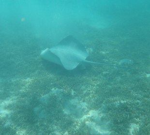 Leopardenstachelrochen