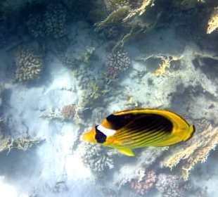 Schnorcheln Marsa Alam