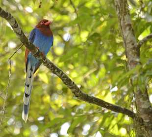 Singharaja Regenwald