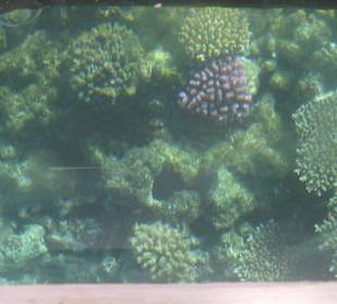 Korallen vom Boot fotografiert